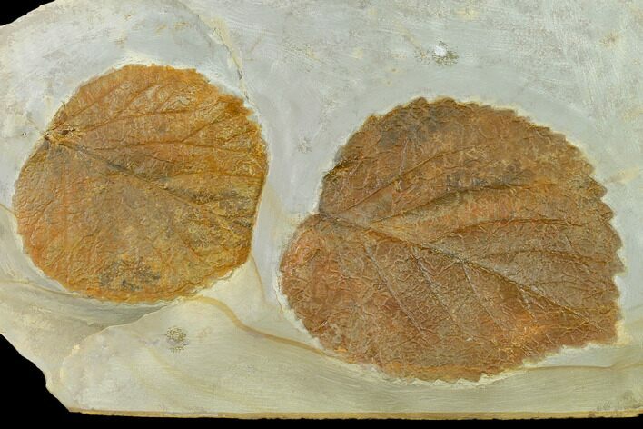 Two Fossil Leaves (Davidia) - Montana #130452